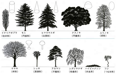 木 形|樹形による樹種名の推定 